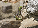 왕잠자리 (Anax julius)
