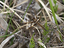Libellula angelina