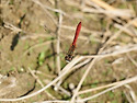 Sympetrum cordulegaster