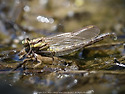 Trigomphus nigripes