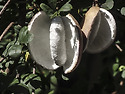 으름