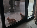 고양이 세 마리