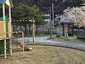 우리아파트 주변 벚꽃