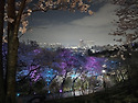 도당산 벗꽃 야경