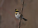 노랑눈썹멧새 [Yellow-browed Bu..
