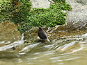 물까마귀 [Brown Dipper](2026...