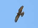 왕새매 [Grey-faced Buzzard](2..