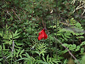 Sichuan silk poppy