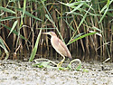 덤불해오라기[Yellow Bittern](2..