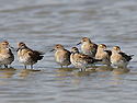 메추라기도요[Sharp-tailed Sand..