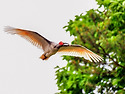 따오기 육추 ( Crested Ibis Bre..