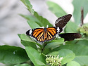 별선두리왕나비[Plain Tiger]
