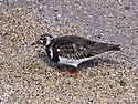 꼬까도요 [Ruddy Turnstone]