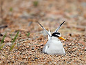 쇠제비갈매기[Little Tern](2014..