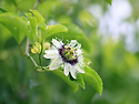 시계꽃(Passion Fruit)