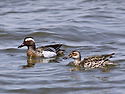 발구지[Garganey](2012.04.07.남..