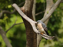 붉은배새매 [Chinese Sparrowhaw..
