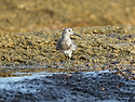 붉은어깨도요 [Great Knot] (201..