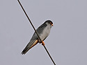 비둘기조롱이 [Amur Falcon](파주 ..