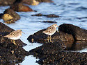 메추라기도요[Sharp-tailed Sand..