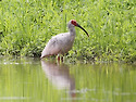 따오기[Crested Ibis](2020.7.1..
