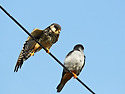 비둘기조롱이[Amur Falcon](2014..
