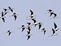 장다리물떼새[Black-winged Stil..