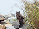 수리부엉이[Eurasian Eagle-owl]..