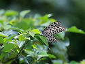 Common Tree Nymph(2024.6.3...
