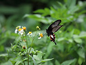 common mormon butterfly