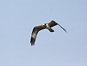 물수리[Western Osprey](2012.1..