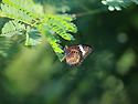 Leopard Lacewing(2023.12.6...