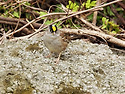 노랑정수리멧새[Golden-crowned S..
