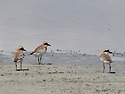 큰왕눈물떼새[Greater Sand Plov..