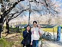 [벚꽃놀이]🌸🌸🌸