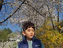 [벚꽃놀이]2🌸🌸🌸