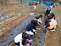 🌱감자 심기 체험 이야기