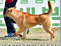 2025년 4월 20일 일요일 한국 진돗개 연맹 호국 수조 세 번째