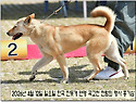 2026년 4월 12일 일요일 한국 진돗개 연맹 행사 다섯 번째 투