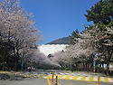 백양산 산행(2026.4.2)