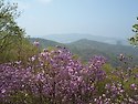 청계산(진달래능선)