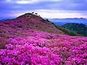 215회)5월18일 남원 바래봉1165m 정령치 코스