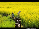 유채밭