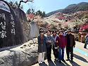 광양매화축제 2026.3.23(월) 2차 풍..