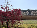 변산 내소사 벚꽃 - 적벽강 수성당 유..