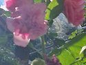 토란