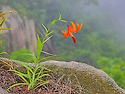 관악산 털중나리(2025.6.21)