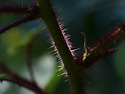 산딸나무