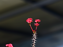 꽃기린