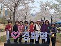 진해벚꽃